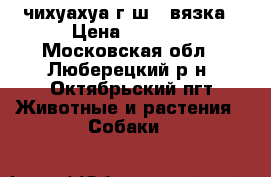 чихуахуа г/ш - вязка › Цена ­ 3 000 - Московская обл., Люберецкий р-н, Октябрьский пгт Животные и растения » Собаки   